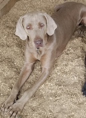 Weimaraner Dogs for adoption in Palo Alto, CA, USA