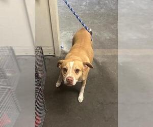 Beagle-Staffordshire Bull Terrier Mix Dogs for adoption in Santa Cruz, CA, USA