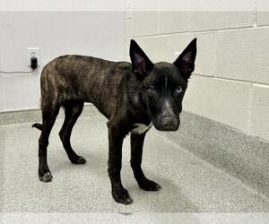 Mutt Dogs for adoption in Fort Collins, CO, USA