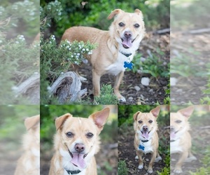 Chihuahua-Unknown Mix Dogs for adoption in Charlotte, NC, USA