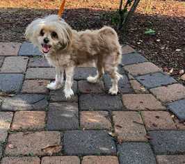 Shih Tzu-Unknown Mix Dogs for adoption in Sylmar, CA, USA