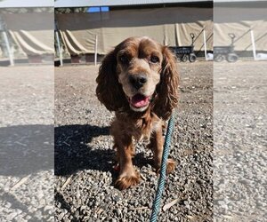 Cocker Spaniel Dogs for adoption in El Centro, CA, USA