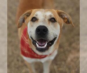 American Staffordshire Terrier-Unknown Mix Dogs for adoption in San Antonio, TX, USA