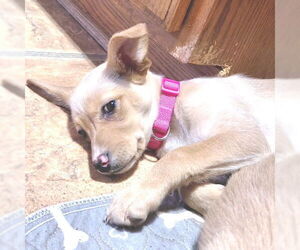 Cheeks Dogs for adoption in Rutherfordton, NC, USA