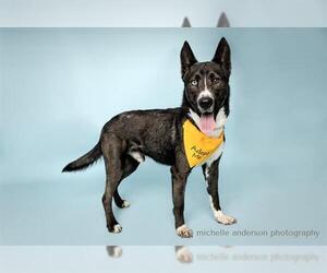 German Shepherd Dog Dogs for adoption in Corona, CA, USA