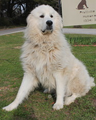 Great Pyrenees Dogs for adoption in Prattville, AL, USA