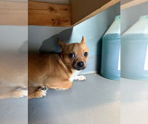 Chihuahua-Unknown Mix Dogs for adoption in Tallahassee, FL, USA