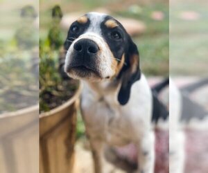 Beagle-Coonhound Mix Dogs for adoption in Cromwell, KY, USA