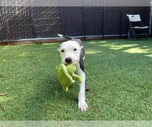 American Pit Bull Terrier Dogs for adoption in Redwood City, CA, USA