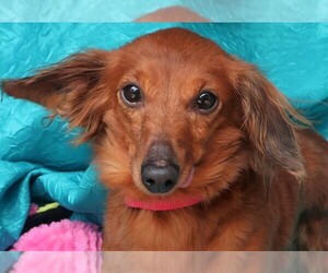 Dachshund Dogs for adoption in Cuba, NY, USA