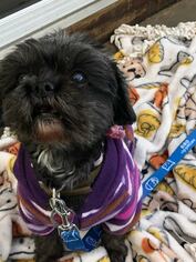 Shih Tzu Dogs for adoption in Tenafly, NJ, USA