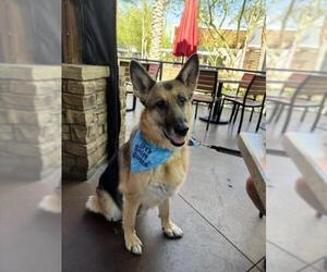 German Shepherd Dog-Unknown Mix Dogs for adoption in Las Vegas, NV, USA