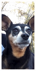 Miniature Pinscher Dogs for adoption in Christiana, TN, USA