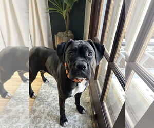 Boxer Dogs for adoption in Woodbury, MN, USA