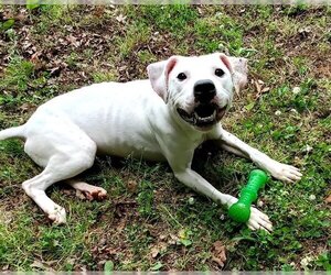 American Pit Bull Terrier-Unknown Mix Dogs for adoption in Randleman, NC, USA