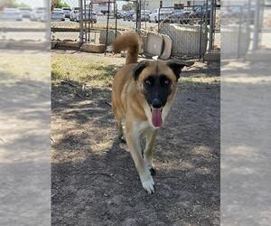 Mutt Dogs for adoption in Chula Vista, CA, USA