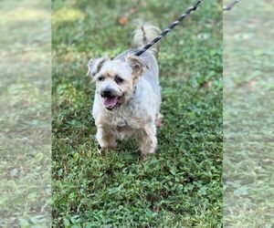 Maltese-Unknown Mix Dogs for adoption in Staley, NC, USA
