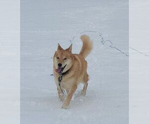 Alaskan Malamute Dogs for adoption in Horn Lake, MS, USA