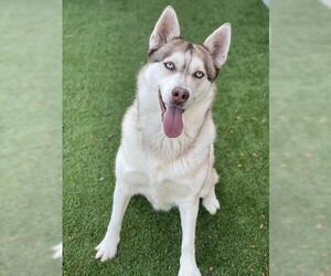 Siberian Husky-Unknown Mix Dogs for adoption in Jackson, CA, USA