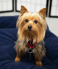 Medium Photo #1 Mutt Puppy For Sale in Princeton, MN, USA