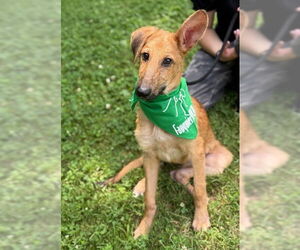 Mutt Dogs for adoption in Warrenton, VA, USA