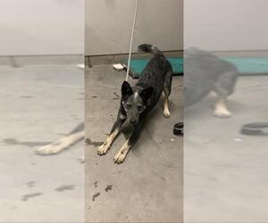 Mutt Dogs for adoption in Camarillo, CA, USA