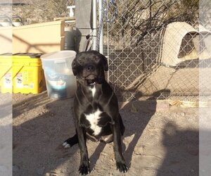 American Bulldog-Unknown Mix Dogs for adoption in Golden Valley, AZ, USA