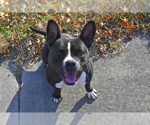 American French Bull Terrier Dogs for adoption in Decatur, IL, USA