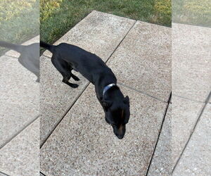 Mutt Dogs for adoption in Fenton, MO, USA