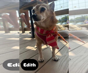 Chihuahua-Unknown Mix Dogs for adoption in Germantown, OH, USA