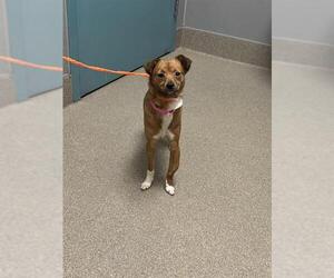 Chihuahua-Unknown Mix Dogs for adoption in Las Vegas, NV, USA