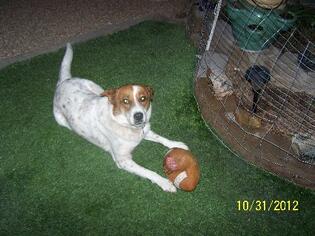 Australian Shepherd-Red Heeler Mix Dogs for adoption in tucson, AZ, USA