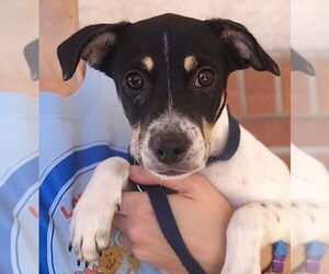 Jack Russell Terrier Dogs for adoption in Carrollton, TX, USA