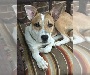 Australian Cattle Dog-Unknown Mix Dogs for adoption in McKinney, TX, USA