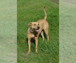 Mountain Cur Dogs for adoption in Camden, TN, USA
