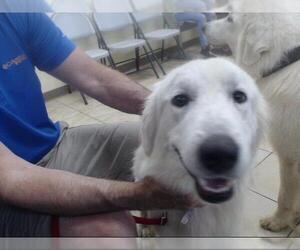 Great Pyrenees Dogs for adoption in Houston, TX, USA