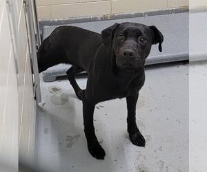 American Pit Bull Terrier-Labrador Retriever Mix Dogs for adoption in Anchorage, AK, USA