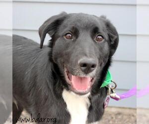 Border Collie Dogs for adoption in Cheyenne, WY, USA