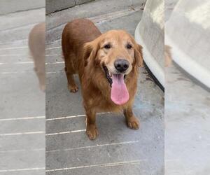 Golden Retriever Dogs for adoption in Leavenworth, KS, USA