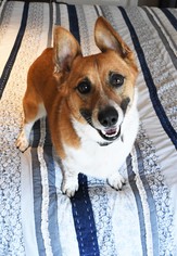 Pembroke Welsh Corgi Dogs for adoption in Gulfport, MI, USA