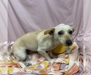 Chihuahua-Unknown Mix Dogs for adoption in Modesto, CA, USA