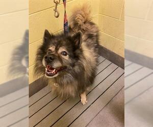 Keeshond Dogs for adoption in Forestville, MD, USA
