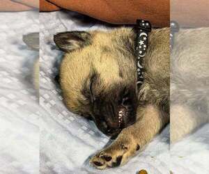 American Pit Bull Terrier-German Shepherd Dog Mix Dogs for adoption in Imlay City, MI, USA