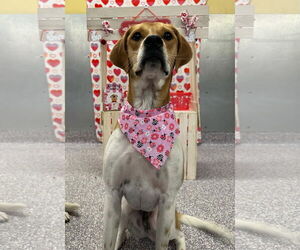 Mutt Dogs for adoption in Aurora, CO, USA