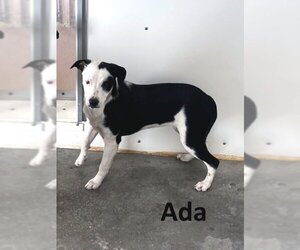 Greater Swiss Mountain Dog-Unknown Mix Dogs for adoption in Mountain View, AR, USA