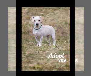 Basset Hound-Labrador Retriever Mix Dogs for adoption in Belton, MO, USA