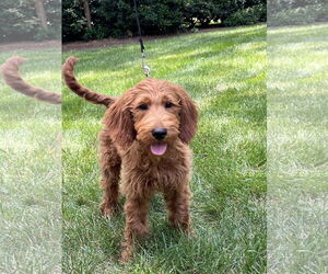 Goldendoodle Dogs for adoption in Pacolet, SC, USA