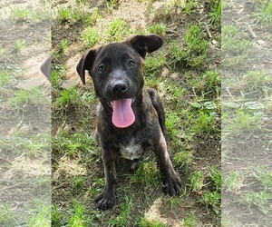 Shepradors Dogs for adoption in SHERBURNE, NY, USA
