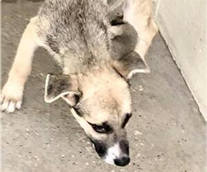 German Shepherd Dog-Unknown Mix Dogs for adoption in Houston, TX, USA