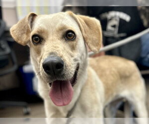 Labrador Retriever-Unknown Mix Dogs for adoption in Martinez, CA, USA